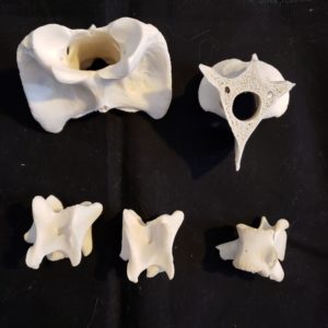 bones vertebrae deer