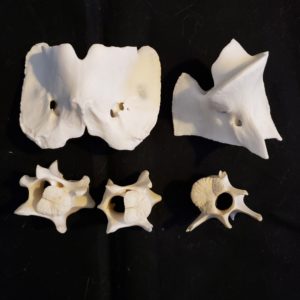 bones vertebrae deer