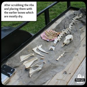 doe skeleton bones cleaning