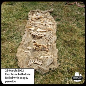 doe skeleton bones cleaning