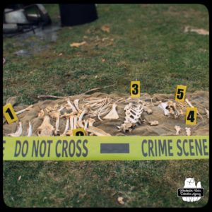 doe skeleton bones cleaning "crime scene"