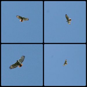 collage of red-tailed hawks