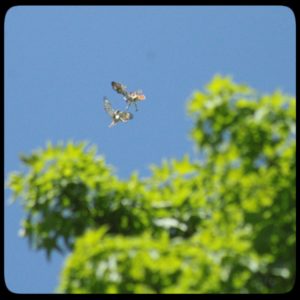 red-tailed hawks