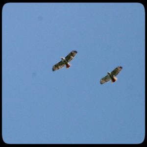 red-tailed hawks