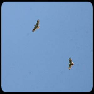 red-tailed hawks