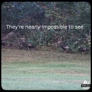 wild turkeys