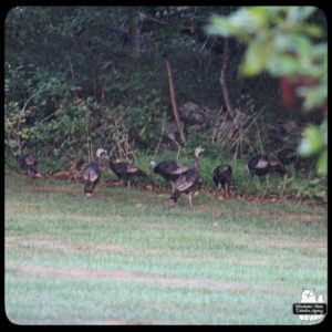 wild turkeys