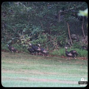 wild turkeys