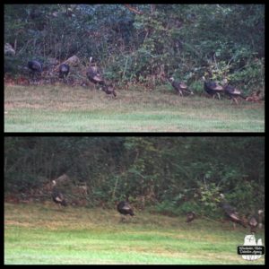 wild turkeys