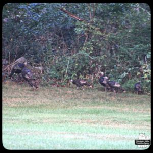 wild turkeys