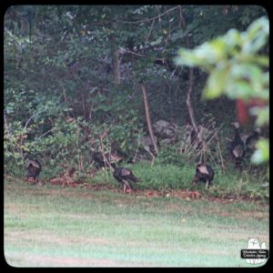 wild turkeys