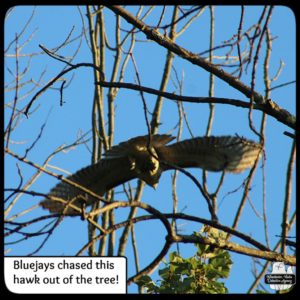 redtailed hawk taking off