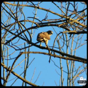 redtailed hawk in tree