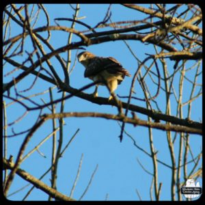 redtailed hawk in tree