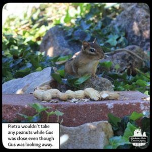 chipmunk Pietro Maximunk