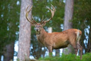 red deer (hart)