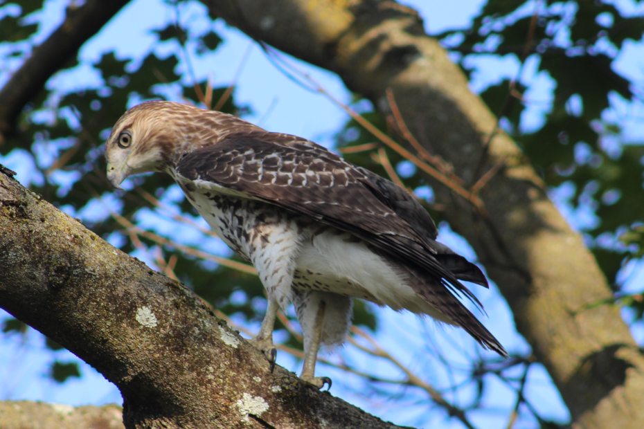 hawk in tree