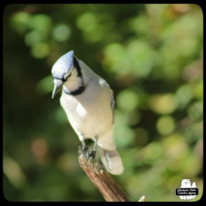 blue jay on the end of a branch