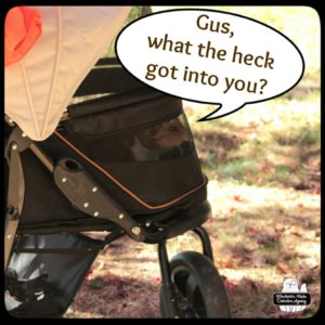 Oliver in his buggy looking up. "Gus what the heck got into you?"