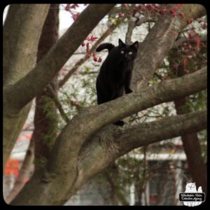 black cat Gus up a tree