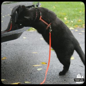 black cat Gus standing to reach inside the front bumper of a truck where he saw a critter hide