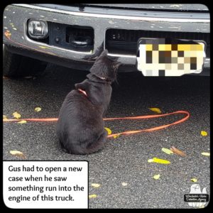 black cat Gus staring at the front of the truck where he saw a critter run and hide