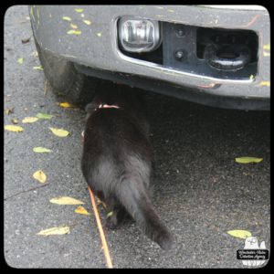 black cat Gus investigating under the front of a truck