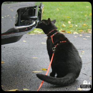 black cat Gus smelling the front bumper of a truck