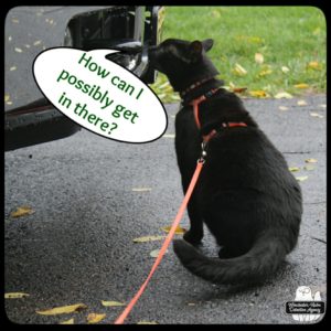 black cat Gus smelling the front bumper of a truck, "How can I possibly get in there?"