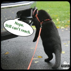 black cat Gus standing up with his head inside the front bumper of a truck, "Nope. Still can't reach."