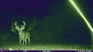 male/buck cryptid hybrid devil-deer