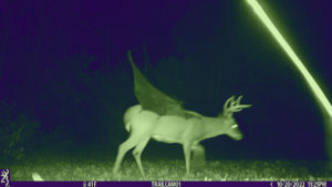 male/buck cryptid hybrid devil-deer