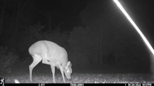 young deer on trail cam