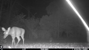 two deer on trail cam