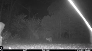 two deer on trail cam