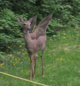 female Jersey devil-deer with visible wings in daytime