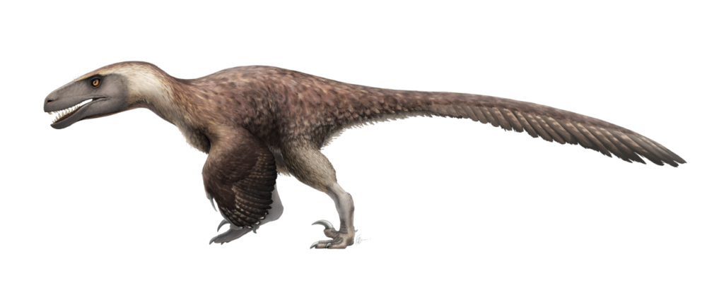 Artistic restoration of Utahraptor ostrommaysorum