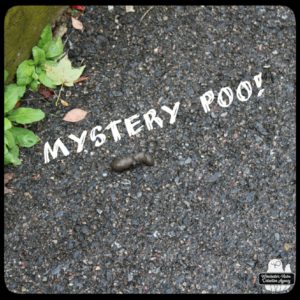 mystery poo in driveway 2022 October