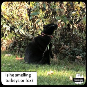 black cat Gus sniffing bushes