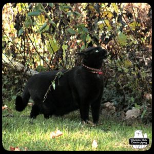 black cat Gus sniffing bushes
