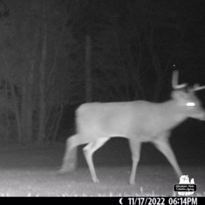 trail cam night image of 4 point buck deer