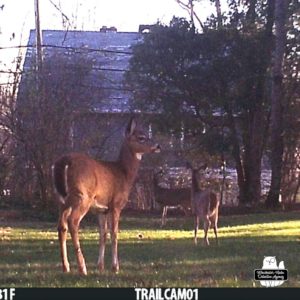 three deer on trail cam during daytime