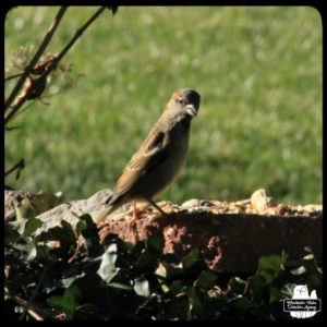 house sparrow