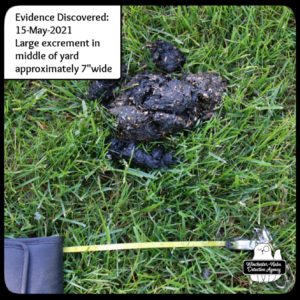 2021 May image of enormous mystery poop (likely black bear scat)