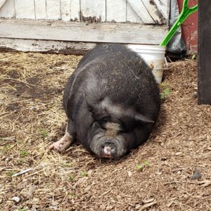 black pig sleeping