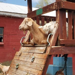 adult tan goat and baby white goat on fort