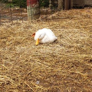 white duck lying on hay