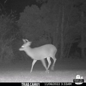 blurry trail cam night image of 2 point buck deer