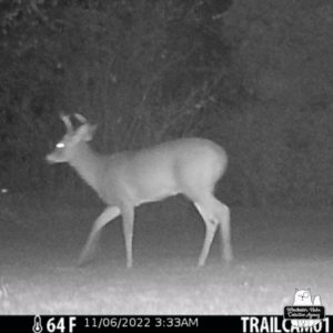 trail cam night image of 2 point buck deer