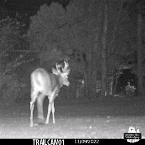 trail cam night image of 6 point buck deer
